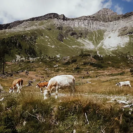 Stelza Nature